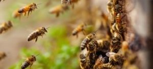 Bee Wasp Control | Manning Pest Control | Miami, FL