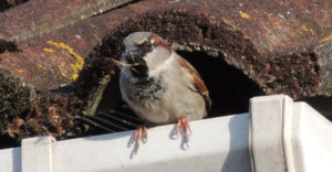 Bird Infestation | Manning Pest Control | Oakland, FL