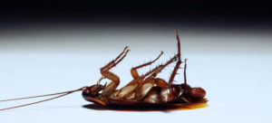 Dead Roach | Manning Pest Control | Ft Lauderdale, FL