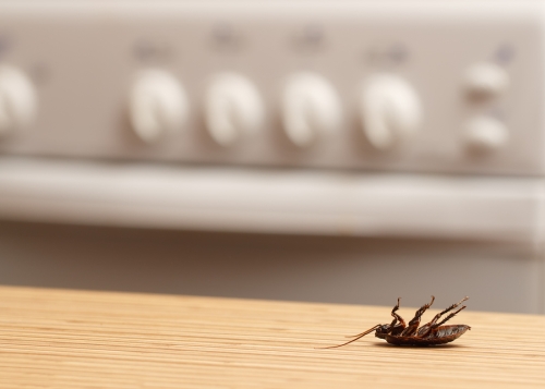 Why Roaches are Attracted to Your Home