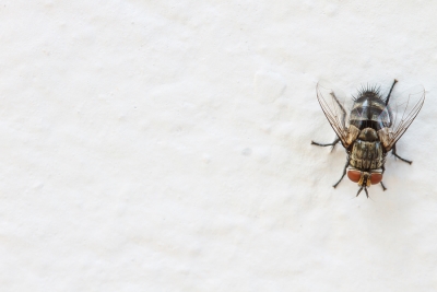 Tips For Keeping Flies Out of Your Restaurant