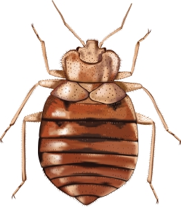 Spotting the Signs of a Bed Bug Infestation