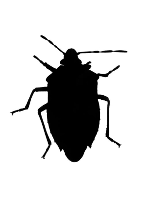 What Homeowners Need to Know About Chinch Bugs
