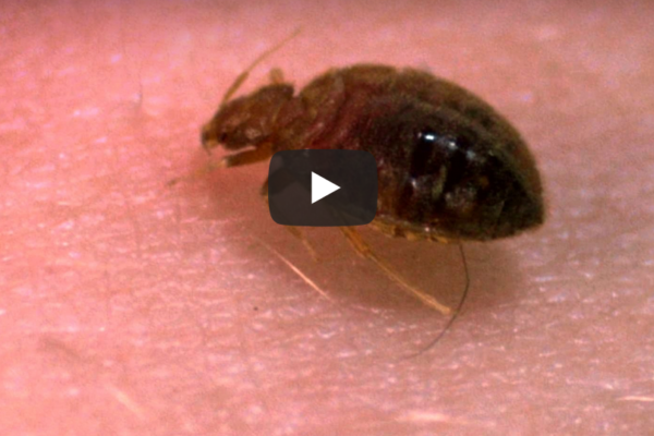 Ticks and Fleas | Manning Pest Control | Oakland, FL