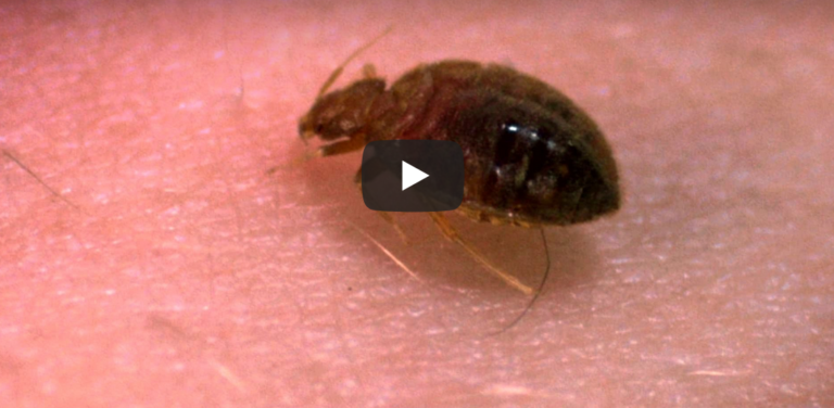 Up Close With Bed Bugs