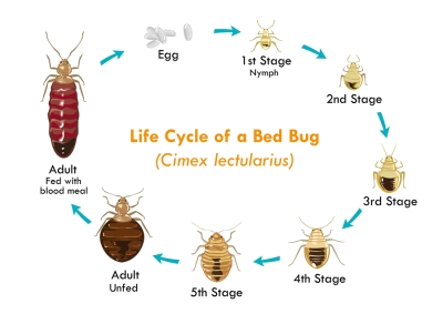 Bed Bug Life Cycle | Manning Pest Control | Pompano Beach, FL