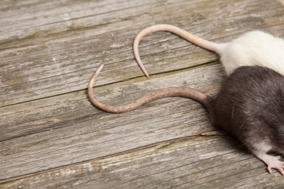 Rat Tails | Manning Pest Control | Oakland, FL