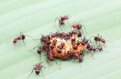 3 Common Pests to Lookout for This Summer | Manning Pest Control | Oakland, FL