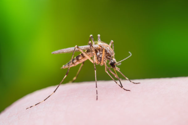 Mosquito Bite | Manning Pest Control | Pompano Beach, FL