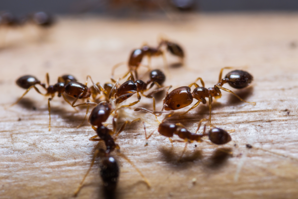 Ants | Manning Pest Control | Deerfield Beach, FL