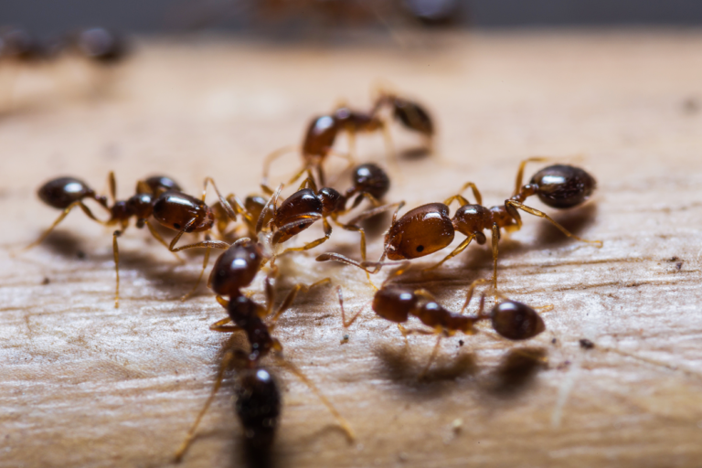 Everything You Need to Know About Ants