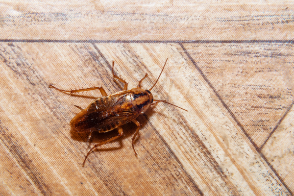 Cockroach Control | Manning Pest Control | Ft Lauderdale, FL