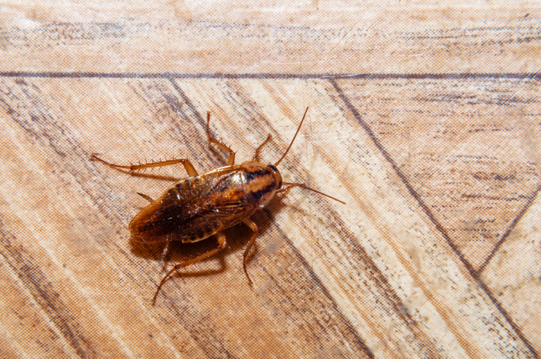 Why Are South Florida Cockroaches Still Active During the Winter?