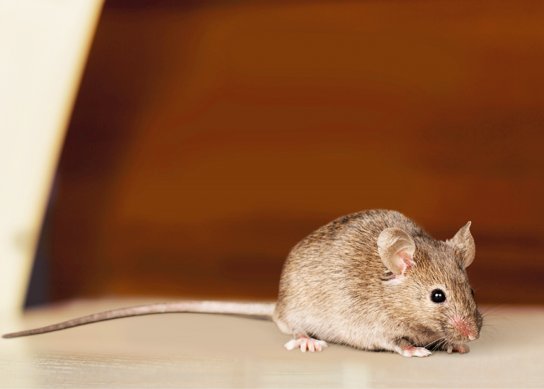 Top 3 Rodents Found in South Florida Homes