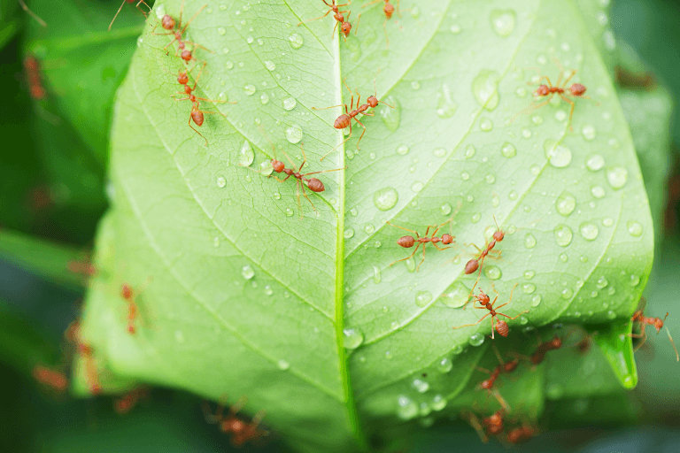 Does Rainfall Impact the Number of Local Pests?