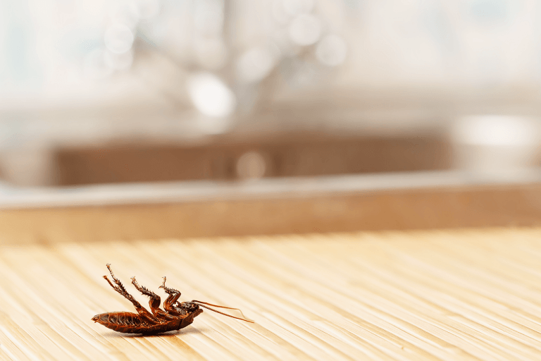 3 Tips to Help Avoid a Pest Infestation in Your Restaurant