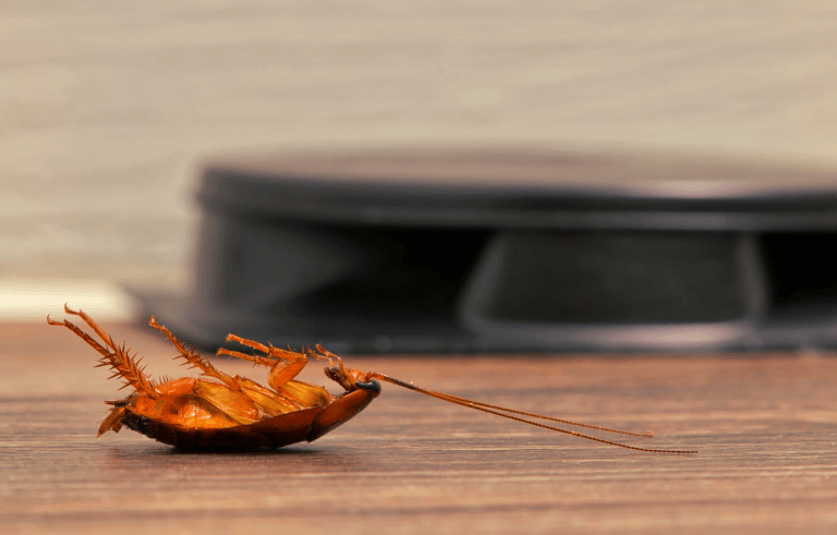 Pest Myths: What Actually Kills Cockroaches?