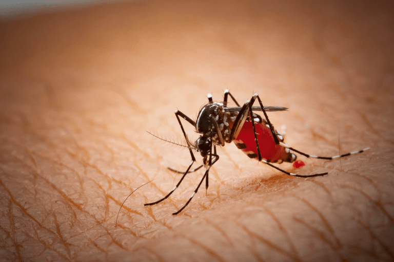 Best Tips to Avoid Mosquito Bites