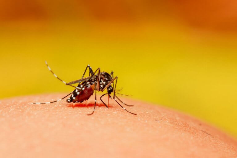 Can Hurricane Season Provoke Mosquitoes?