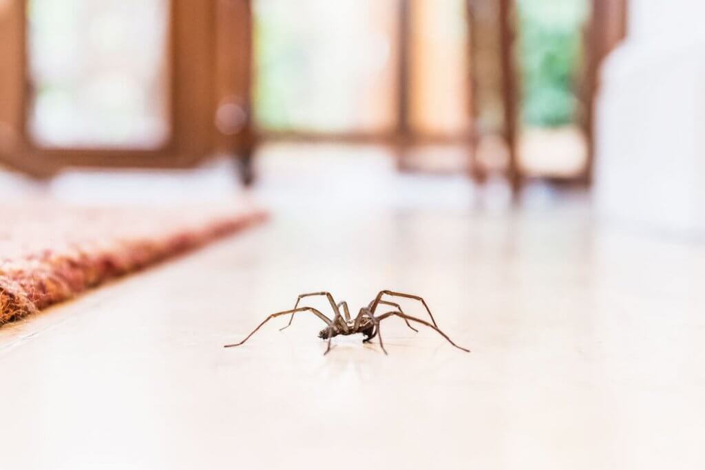 Everything You Need To Know About Spiders South Florida Top Pest Control Manning Pest Control 8308