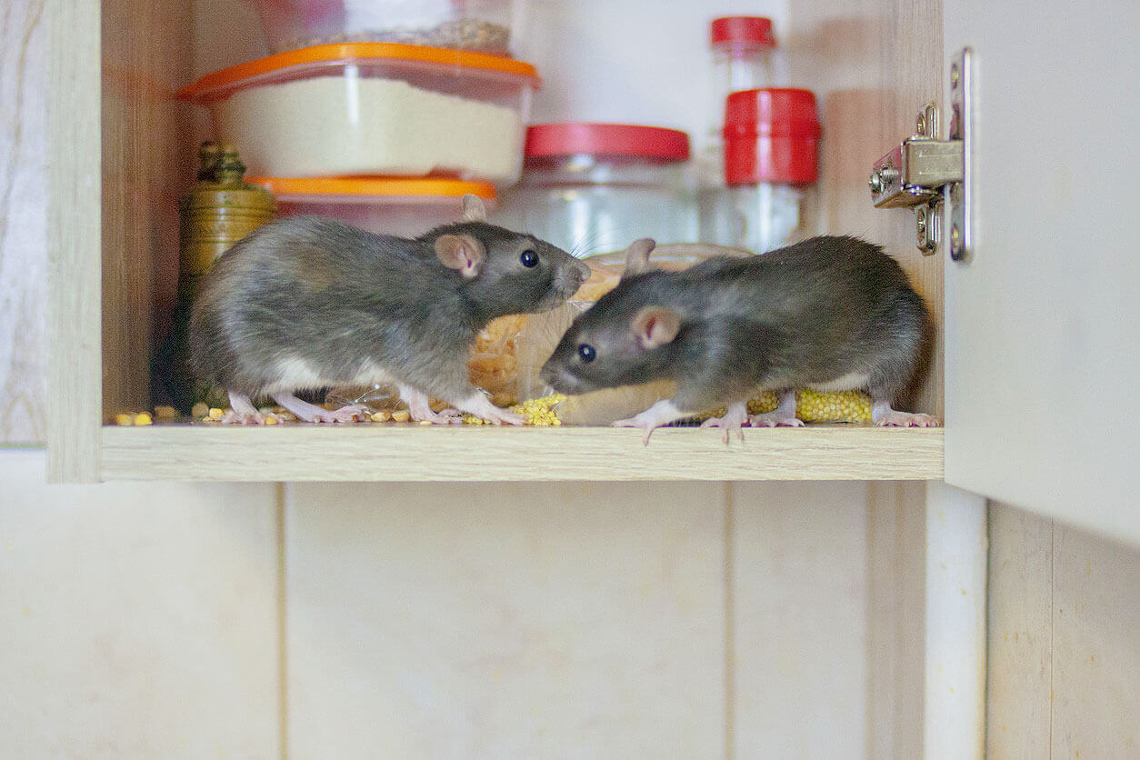 Do Hamsters Attract Mice or Other Rodents? - Small Animal Pets