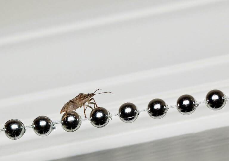 How to Protect Your Home from Pests Before Leaving for the Holidays