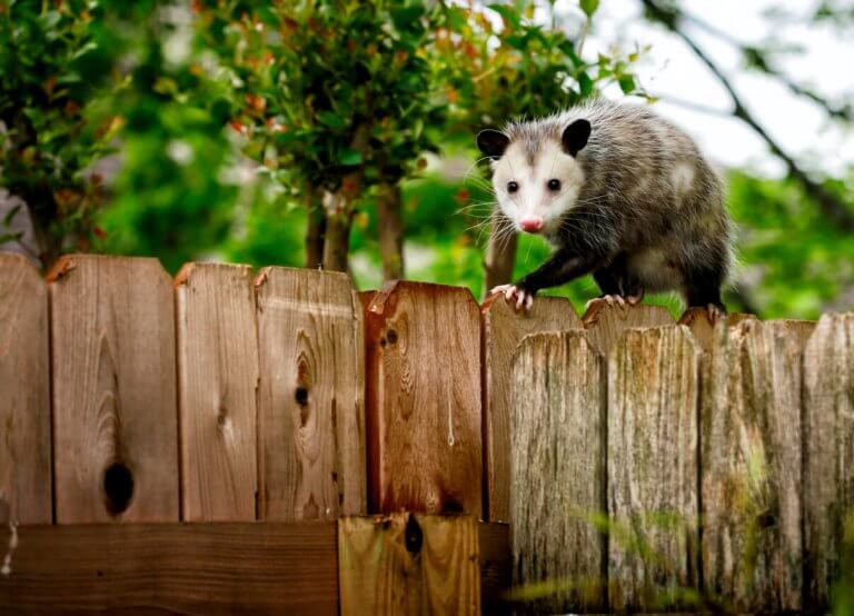 How to Avoid an Opossum Infestation on Your Property