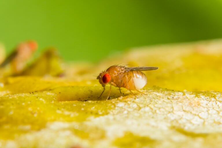 What You Need to Know About Florida Fruit Flies - Turner Pest Control