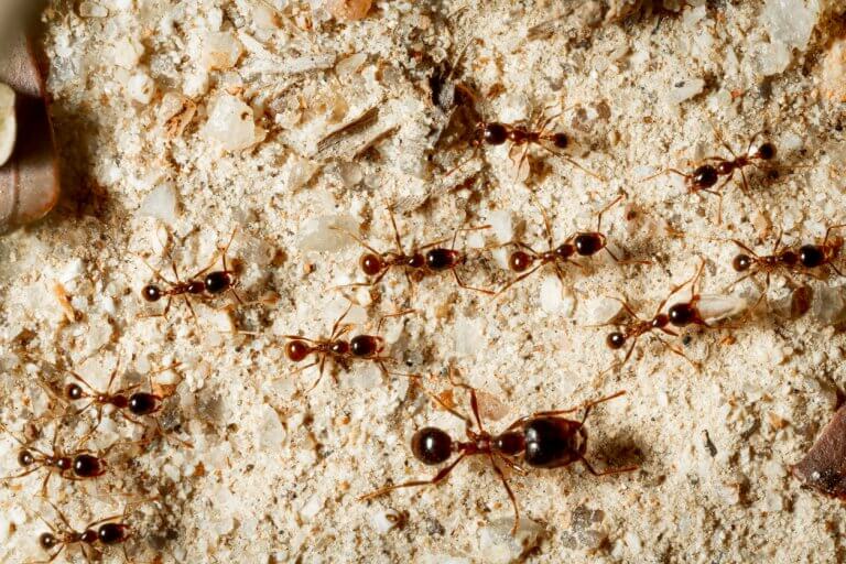 Ant Identification 101: How to Spot a Specific Ant on Your Residential Property