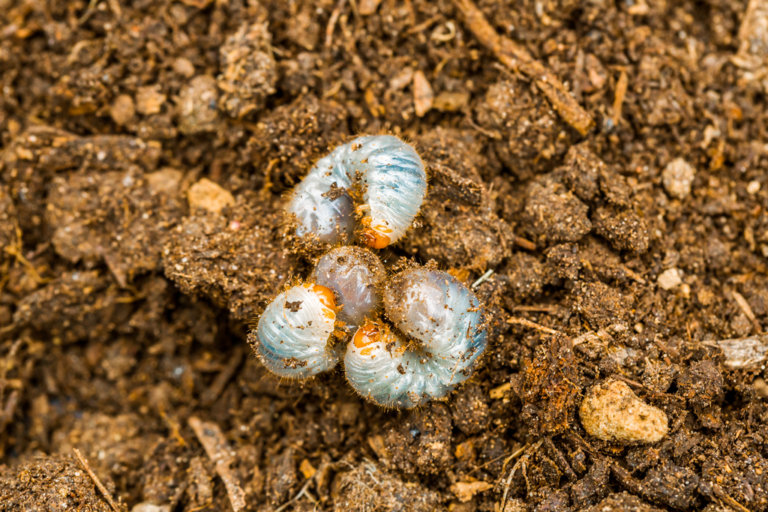 Are Lawn Grubs a Threat to My Florida Yard?