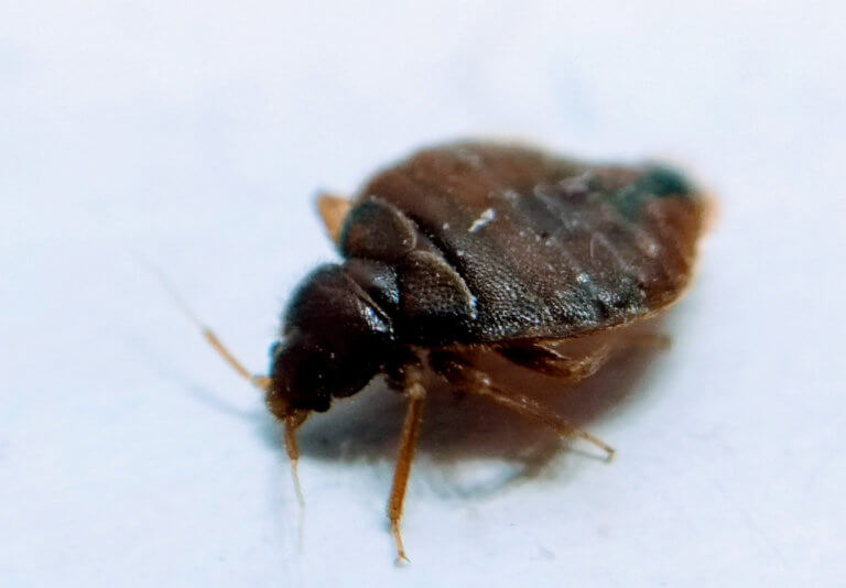 Can Your Home Be Infested with Bed Bugs Even If You Have Not Traveled Recently?